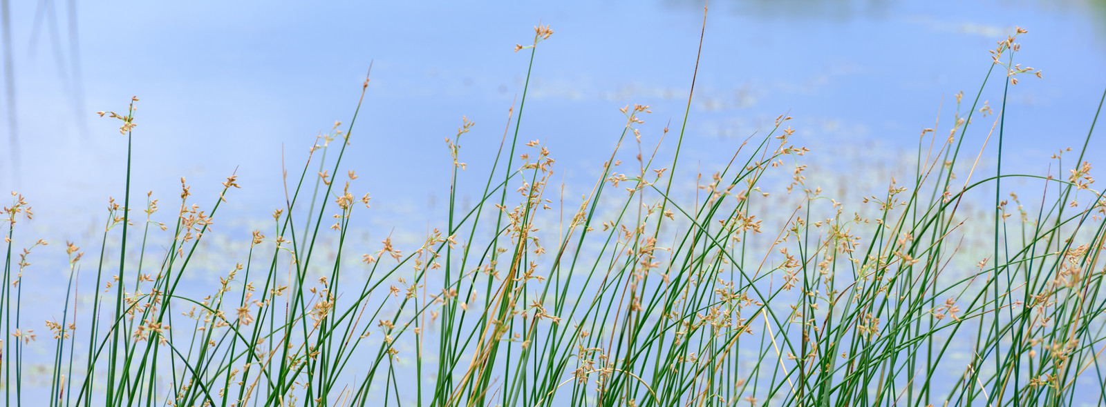 Grass and Backland
