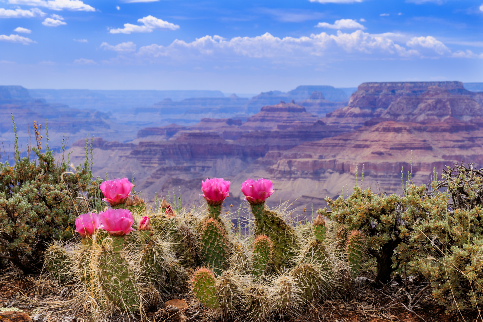 Beautiful View of Grand Canyon