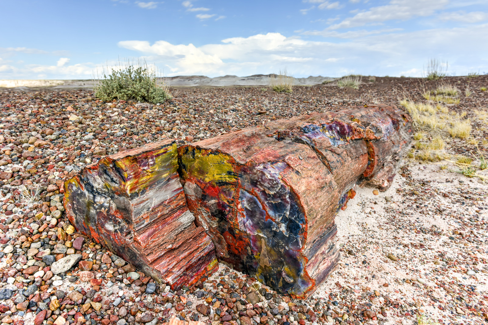 Petrified Wood