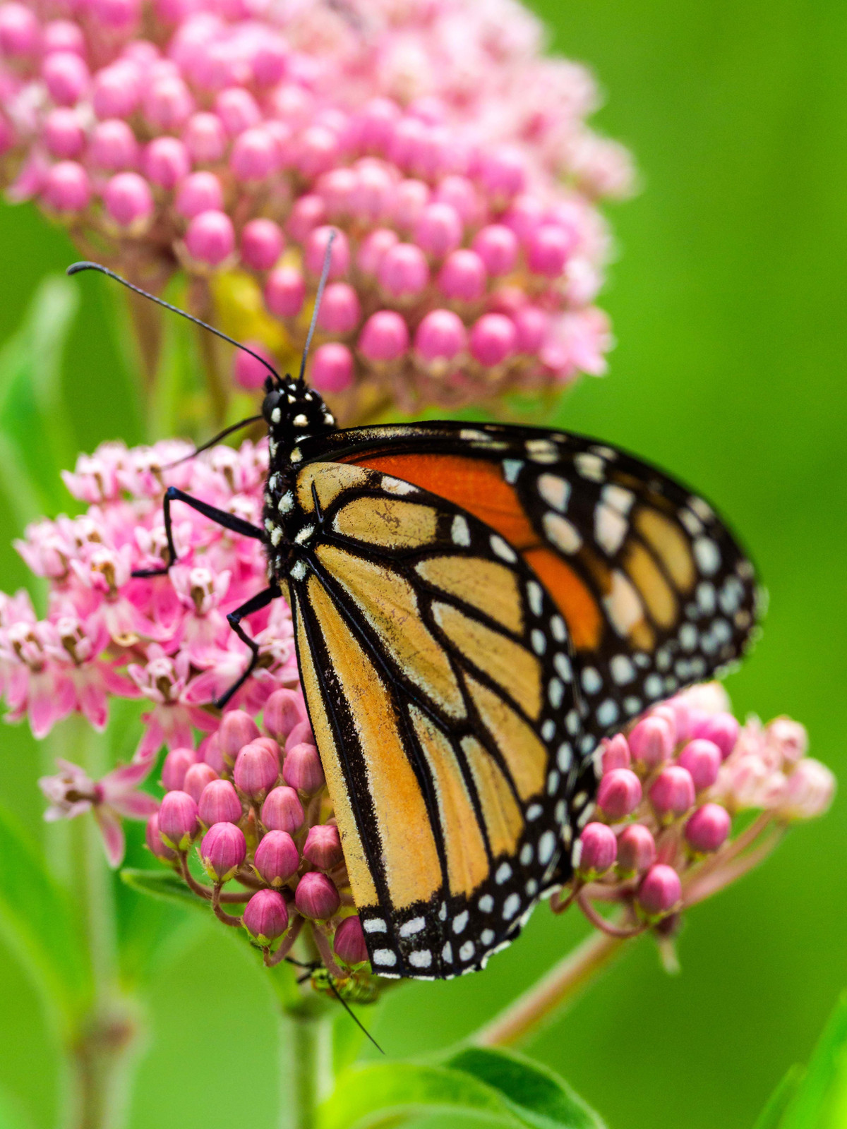 Monarch Butterfly