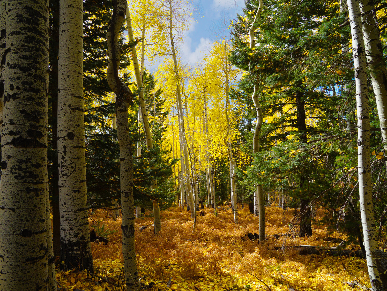Northern Arizona Fall Foliage